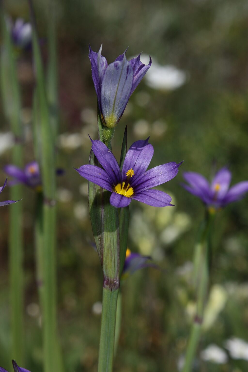 additional image 1
